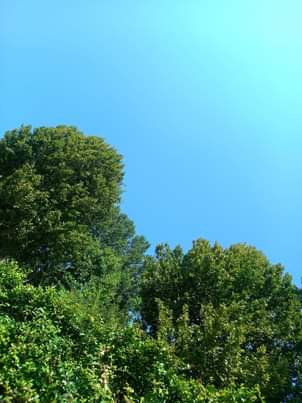 Potrebbe essere un'immagine raffigurante albero